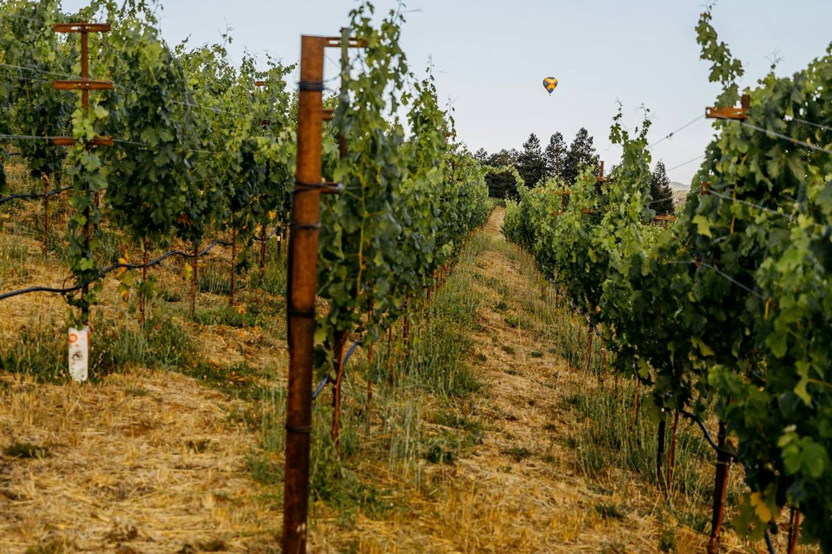 Napa Valley vineyard